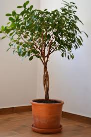 Image result for Ficus demeusei