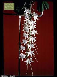 Image result for Aerangis stelligera