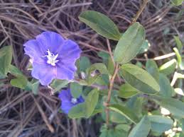 Plant database entry for blue daze (evolvulus glomeratus) with 33 images, one comment, and 37 data details. Evolvulus Glomeratus Wikipedia