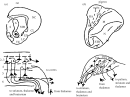 I must use a youtube video to find the reptile in the cactus forest, but in my game it doesnt exist there! Cognitive Ornithology The Evolution Of Avian Intelligence Philosophical Transactions Of The Royal Society B Biological Sciences