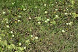 Image result for Limnocharitaceae