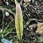 Image result for Elaphoglossum acrostichoides