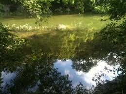 Still Beautiful But Barton Creek Is Drying Up Greenbelt Landscape Barton Creek
