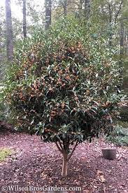 Fragrant Orange Tea Olive Osmanthus Fragrans Aurantiacus Plants Olive Trees Landscape Olive Trees Landscape Backyards