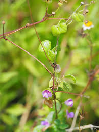 Image result for Dolichos trilobus