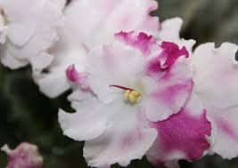 Its large flowers last only a few days, but it typically stays in bloom from spring to fall, and it lives for several. Indoor Winter Flowering Plants