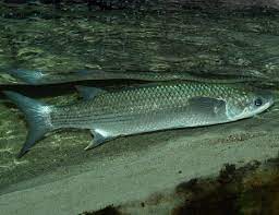 Also known as the black mullet. Flathead Grey Mullet Life Expectancy