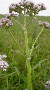 Image result for Valeriana capensis