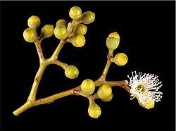 Image result for Eucalyptus cloeziana