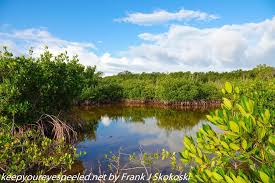 Hotely v key largo s bazénmi. Florida Day Eight More Birds Spiders And Butterflies At Dagny Johnson Key Largo Hammock Botanical State Park Keep Your Eyes Peeled