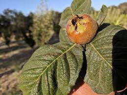 Maybe you would like to learn more about one of these? Royal Medlar Trees Of Antiquity