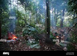 Image result for Sclerodactylon macrostachyum