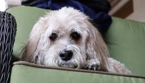Check spelling or type a new query. 5 Best Cockapoo Breeders In New Jersey Nj 2021