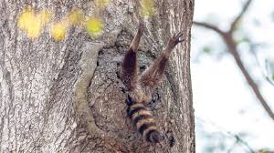 Cheesy yet charming, the chemistry between loggia & rossi works well, with judd nelson going above and beyond as our serial killer. Comedy Wildlife Photo Awards Preis Fur Lustige Tierfotos Zdfheute