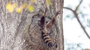 Portugal will lock horns with germany at the football arena munich on saturday evening, hoping to pick up a positive result and secure a place in the knockout stages of the euro 2020 tournament. Comedy Wildlife Photo Awards Preis Fur Lustige Tierfotos Zdfheute