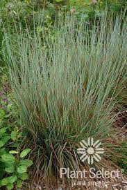 Check spelling or type a new query. Plant Select Smart Plant Choices Plant Select