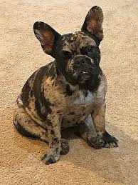 We did not find results for: Michelles Fabulous Frenchies French Bulldogs For Sale
