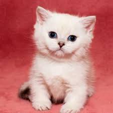 They are bred for lovable personalities, and munchkins come in all colors and patterns including; Scottish Fold Munchkin Kittens For Sale Online Shop