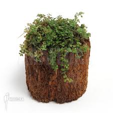 The plant mix offered by ikea under the name himalayamix contains different types of plants based on as with many other plants in the himalayan mix, the spider plant should be watered well, but. Araflora Exotic Flora More Pilea Depressa