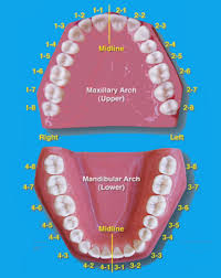 Tooth Numbering System For Supernumerary Teeth Album On Imgur
