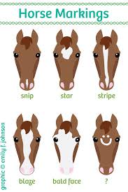 Horse Face Markings Chart Horse Color Chart Horse