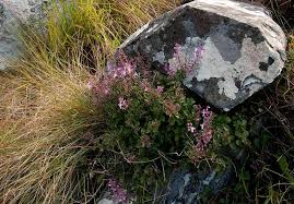 Image result for Plectranthus chimanimanensis