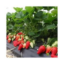 Strawberry plant images and stock photos. Buy Strawberry Plant Hybrid Seedling Tray Online At Lowest Price
