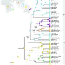 Image result for Uvaria welwitschii