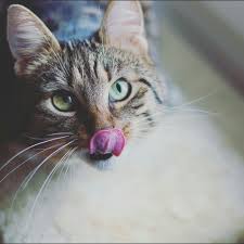 Liquivite,ckd,liquid cat food x3 200g,recommended by vets,fast premium service. What It Means When Your Cat Is Vomiting Clear Liquid