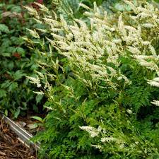 Aruncus Aethusifolius Walters Gardens Inc