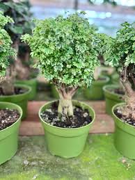 Image result for Polyscias fruticosa
