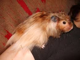 › teddy bear hamsters for sale near me. Syrian Hamster Varieties Harvey Hams