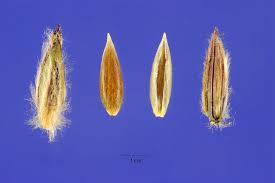 Image result for Digitaria acuminatissima