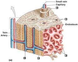 Compact bone high resolution histology diagram. Compact Bone Skeletal System Labels Model