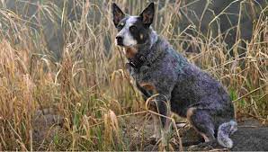 Top 10 Dog Breeds That Live The Longest