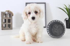 At the charlotte dog club, we are a family of loving responsible breeders. Cavapoo Pets And Animals For Sale Usa Page 12