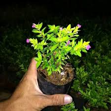 Tani sejahtera pusat penjualan aneka bibit tanaman kayu, tanaman buah, tanaman perkebunan, tanaman hias, tanaman obat, pohon besar hias dll. Jual Jual Bibit Tanaman Hias Taiwan Beauty Bunga Ungu Di Lapak Agen Biji Rumput Bukalapak