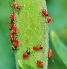 Read below to know how both of these components can help you upon looking at it, you may think it is a chemical, but it is completely natural and organic, being a very effective aphid killer at the same time. Homemade Organic Aphid Spray Recipe Dengarden