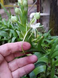 Image result for Habenaria aberrans