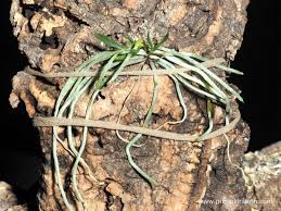 Image result for Mystacidium