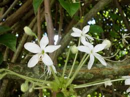 Image result for Clerodendrum capitatum