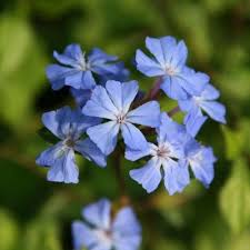 Image result for Ceratostigma willmottianum