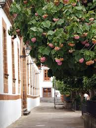 Image result for Dombeya lastii