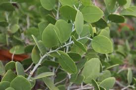 Image result for Capparis cartilaginea