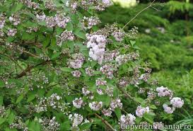 Image result for Deutzia hybrida Pink Pompon