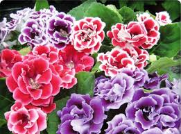 Menekşe çiçeği siparişi için onlarca farklı alternatif arasından seçim yapmaya hazır mısınız? Menekse Cicegi Cesitleri Anlami Ve Bakimi