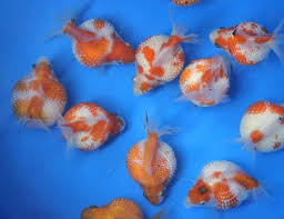 Budidaya ternak ikan hias air tawar cukup memerlukan aquarium ataupun baskom saja untuk melakukannya. Cara Budidaya Ikan Koki Inilah Rahasianya Ikan Hias Air Tawar Laut Dan Aquarium