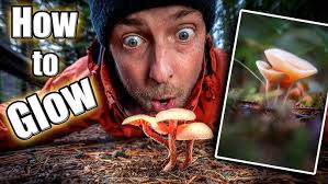 Train Your Eye for Light: A Macro Photography Walk in the Forest