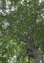 Image result for Trilepisium