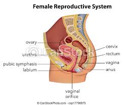 One important thing to keep in mind moving forward is that there isn't a perfect definition of an organ. Female Reproductive System Illustration Showing The Female Reproductive System Canstock